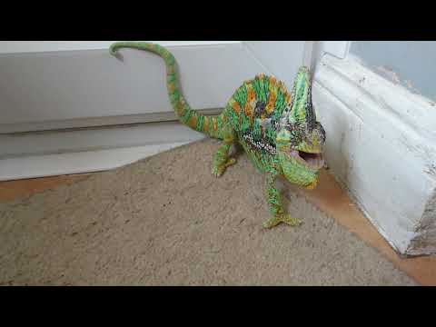Handling my angry chameleon
