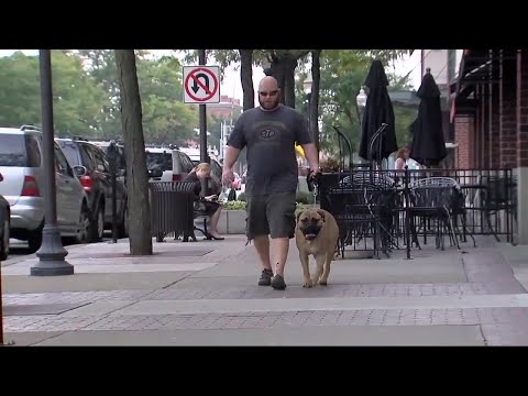 Ask Dr. Nandi: The health benefits of walking your dog