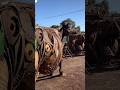 Amazing metal sculpture cow 🐄🐄😱😱 !! #shorts #ytshorts #youtubeshorts #metalarts #metalartsculpture