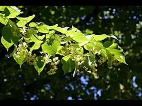 Vakars satumst. "Bumerangs".