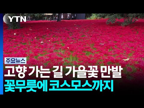꽃무릇에 코스모스에...고향 오가는 길에 가을 꽃 나들이도 / YTN