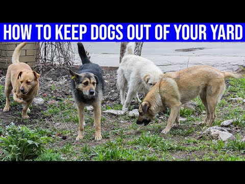 How To Keep Dogs Out of Your Yard - (8 Easy Ways)