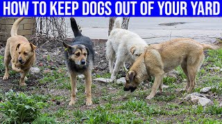 How To Keep Dogs Out of Your Yard - (8 Easy Ways)