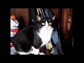 Tuxedo Cat Meows