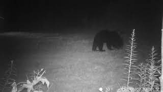 Barnes Lake Bears 7