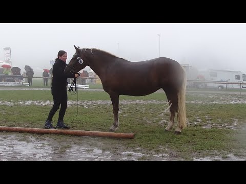 03  Kamira - SchwK Stute von Dagobert x Kira -  Rossfest Zukunftspreis  - St. Märgen am 10.09.2022