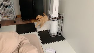 I played tag with Bisuke and it was too fun! lol 【Golden retriever puppy】