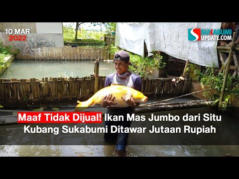 Maaf Tidak Dijual! Ikan Mas Jumbo dari Situ Kubang Sukabumi Ditawar Jutaan Rupiah