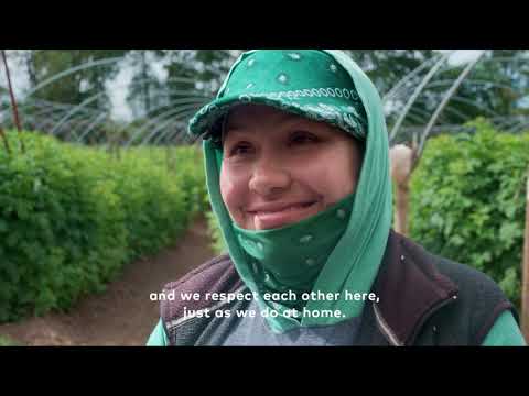 download lagu mp3 mp4 Driscolls Raspberries, download lagu Driscolls Raspberries gratis, unduh video klip Driscolls Raspberries