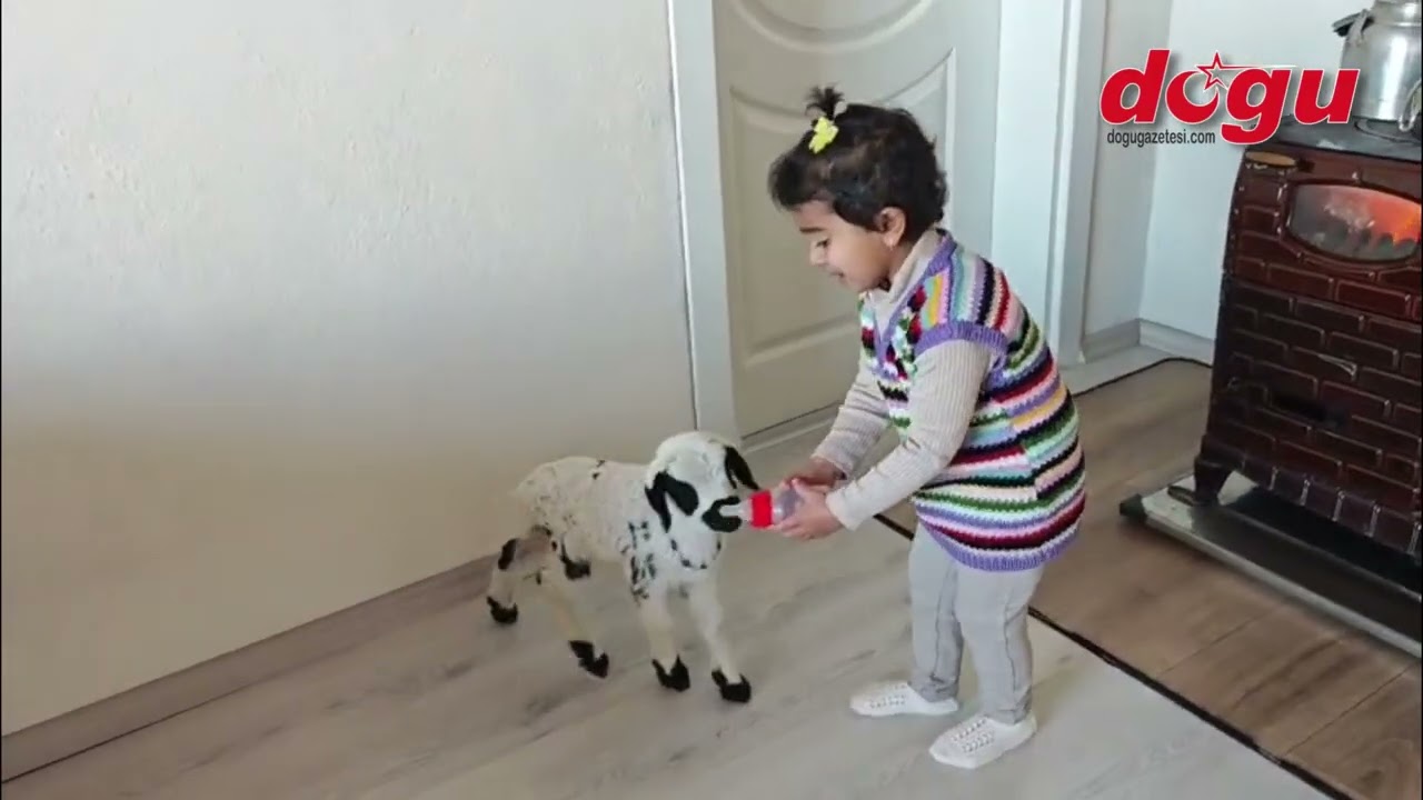 Erzincan’da Yürekleri Isıtan Dostluk: Minik Ezo ile Kuzusu “Pırıl”