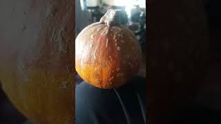 Pumpkin Carver, Insane Clown Posse