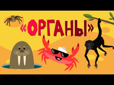Капитан Краб: 'Органы'