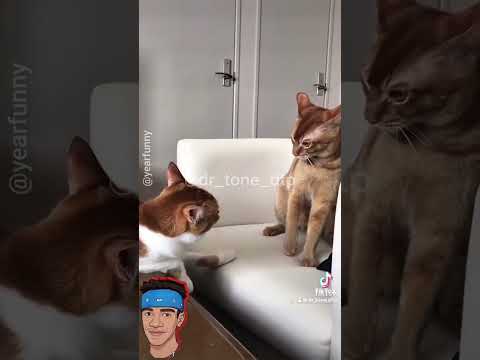 jy soek soek shxt shxt ( shax campion vs Dj Spuzza )