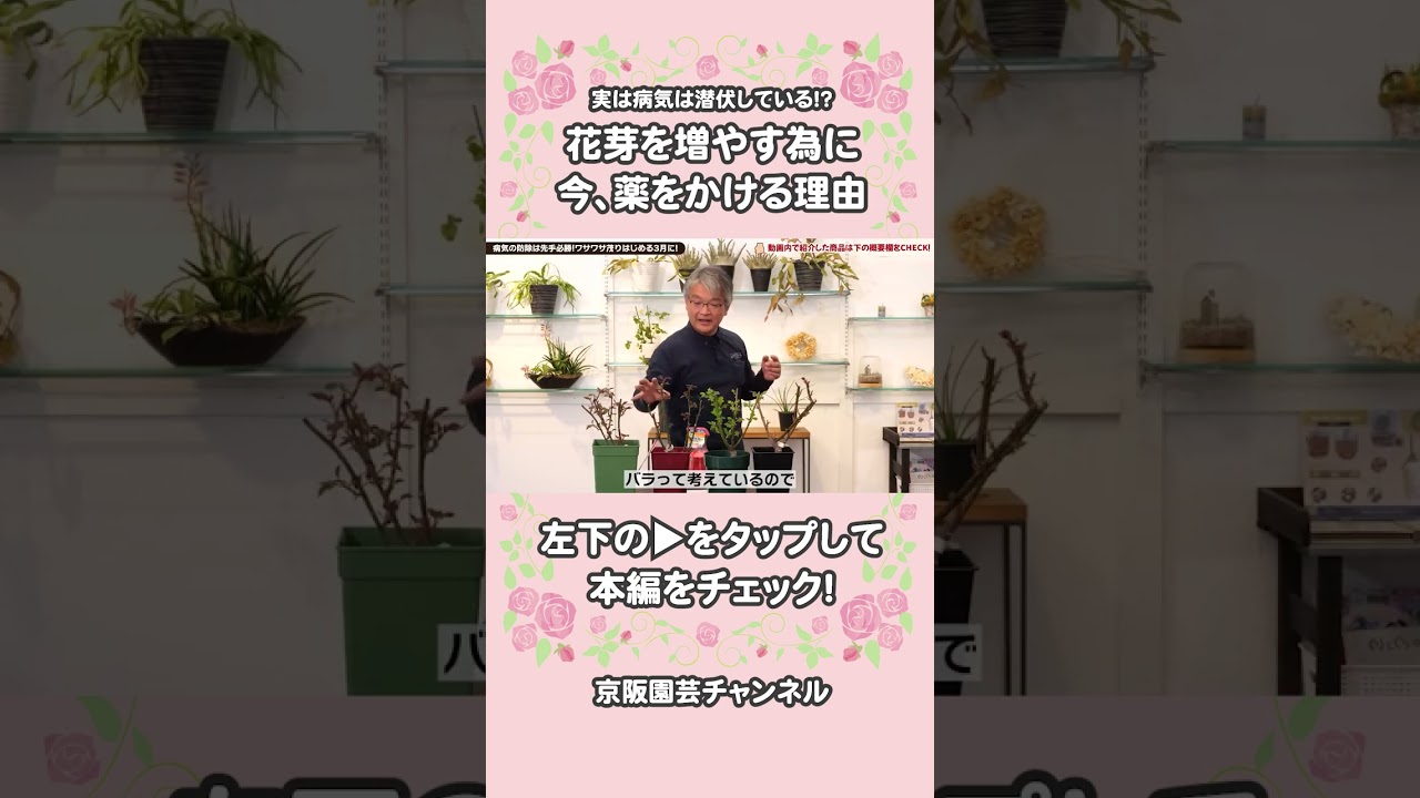 実は病気は潜伏している！？花芽を増やす為に今、薬をかける理由/ #バラ #rose #shorts