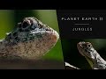 Draco Lizard Soars Like A Dragon Planet Earth II Jungles BBC