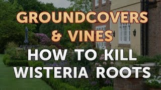 How to Kill Wisteria Roots