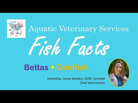 Fish Facts - Can You Mix Goldfish & Bettas?