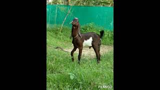 Download lagu Watch Devadoothar Paadi | Video Song | Nna Thaan Case Kodu | Kunchacko Boban | HYDRABADI BEETAL mp3