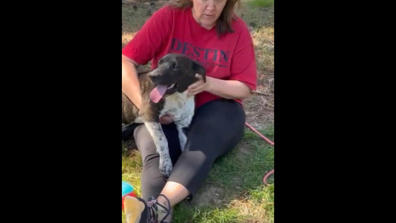 Enlarge Lando, a ADOPTABLE mixed breed in Warwick, RI video 6/6