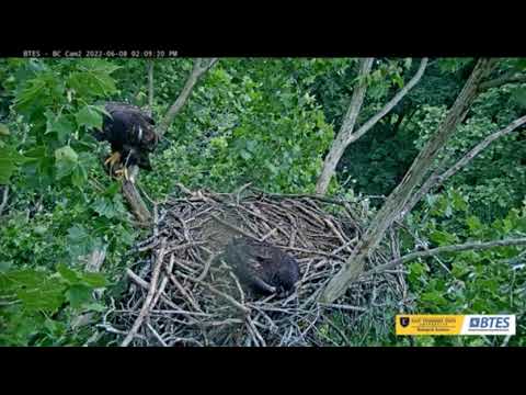 2022 06 08 BC 21 Branching 0206pm