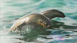 Roberto Carlos - Aleluya