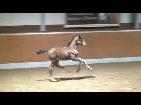 Escolar x Fürstenball born 01/22 (Docke-Line)