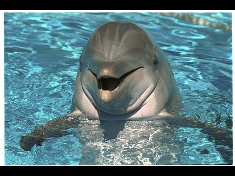 Should Certain Animals Get "Non-Human Rights?"