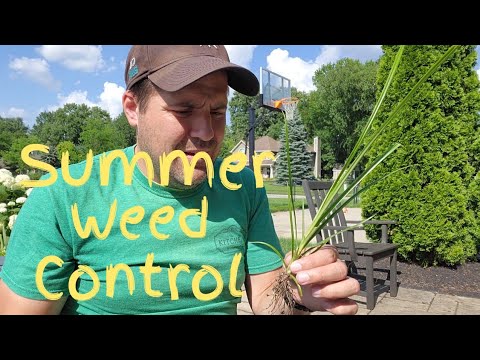 Keeping Crabgrass and Nutsedge Out of Your Lawn: Summer Weed Control #lawn #crabgrass #weedcontrol