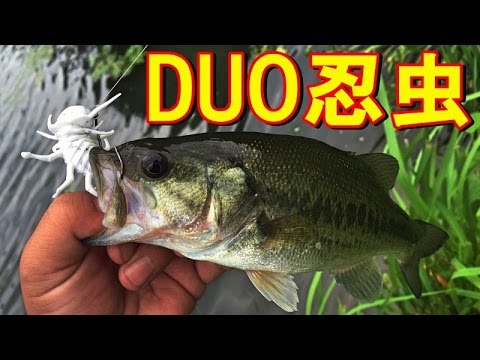 DUO Ninmushi 3.8cm F601 Seaka Kokegumo