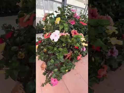 園芸 テキサスの星、緋色のハイビスカス