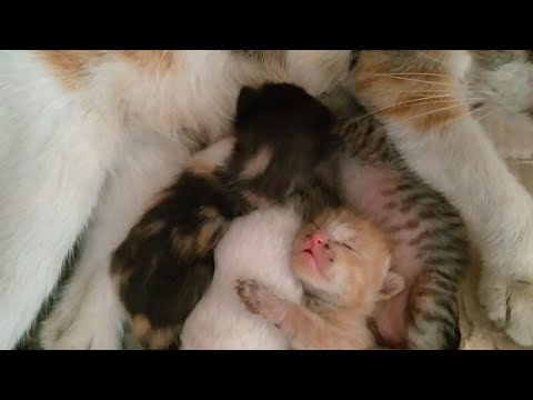 Beautiful New Born Kittens|| Rescued Mother Cat Is Feeding And Cleaning Her Kittens