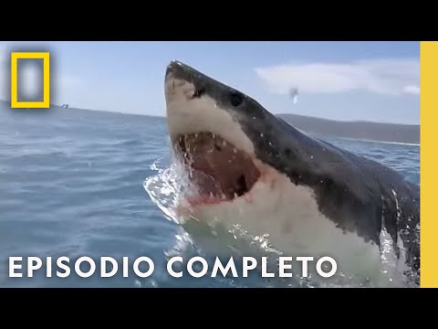 Ataques de Tiburones: ¿Tan Predecibles como el Clima? | Nat Geo en Español
