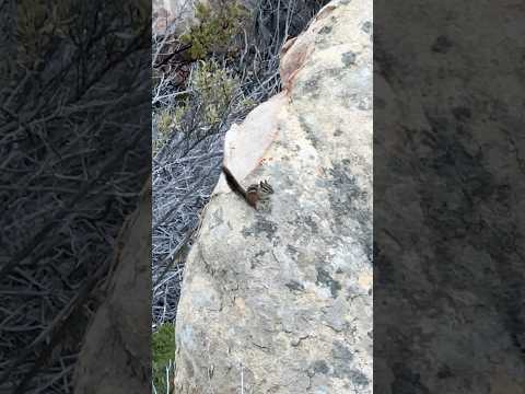 Chipmunk & Sunset panoramic view from Santa Barbara’s White Mountain, Rock Garden & Maze