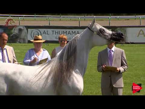 N.34 SALWA AL BIDAYER - Chantilly 2019 AHO World Cup - 8 Years Old and Older Mares (Class 5)