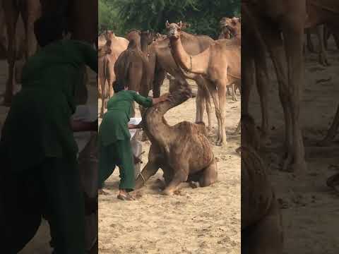 Little baby crying || Thar desert king #camel #baby #desert #crazy #nature #beautiful #baby #shorts