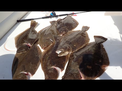 Near Boat Limit of Ocean Fluke as We Chased the Bite!