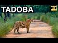 Tadoba Safari In 4K Quality Tadoba National Park