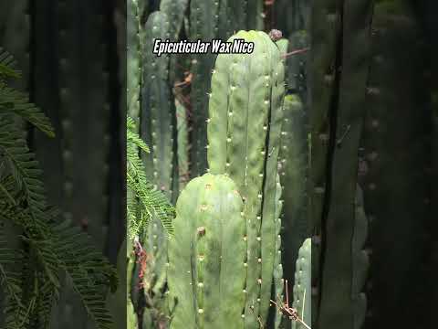 Exploring Bolivia's Unique Trichocereus Underground Sanctuary