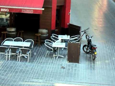 De meeuwen van tegenwoordig