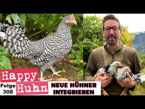 Integrating new chickens into the group + tour with Serama, Houdan, broody hen, chicks - HAPPY CH...
