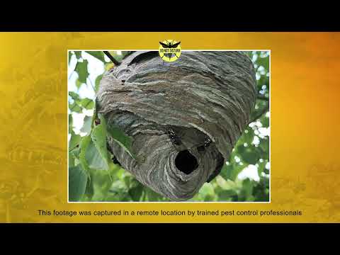 Do Not Disturb- Episode One: Bald-Faced Hornets from PestWorld