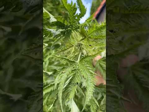 TerpyZ Mutant Genetics - Mentha de Croco