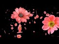 Ana La Habibi Arabic Song