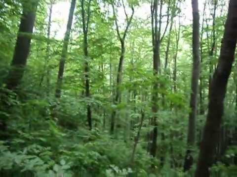 Conversatie cu tapii din Ilidia