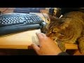 Cat Fights For Computer Mouse