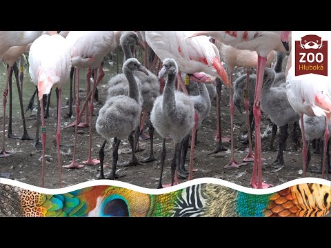 Plameňáci v Zoo Hluboká