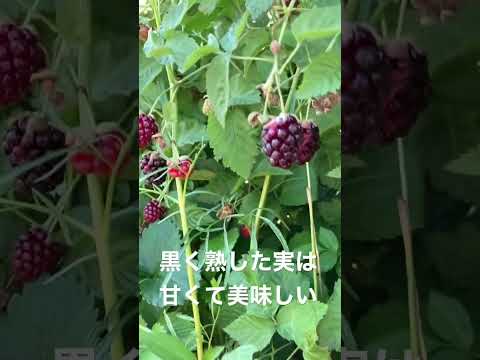 ラズベリー用のトレリスの種類 エスパリエ トレリス 柵 果樹 小さいサイズのベリー