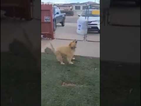 Max, an adoptable Chow Chow & Retriever Mix in Sacramento, CA_image-1