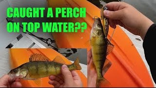 Caught A Perch On Top Water??