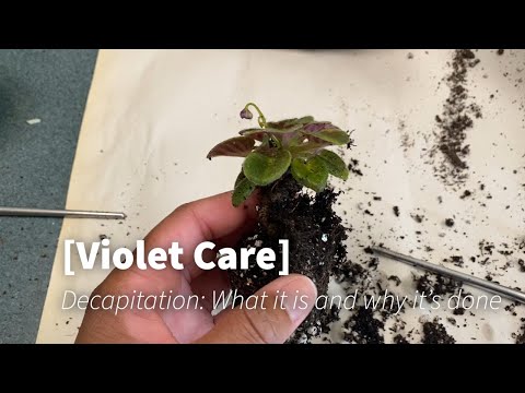 Beginner’s Guide to African Violet Care: Mastering the Decapitation Technique for Healthier Violet